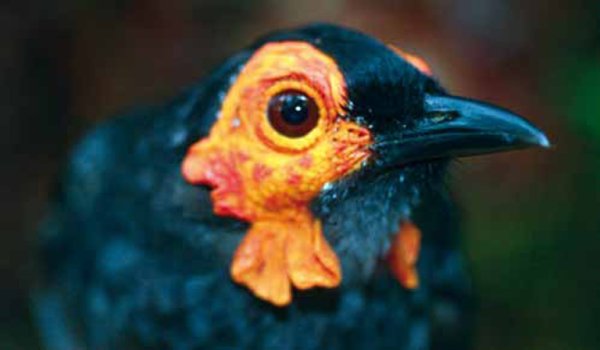 Melipotes carolae.
Снимка: wwf.org