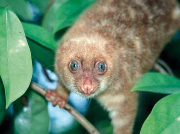 Spilocuscus wilsoni.
Снимка: wwf.org