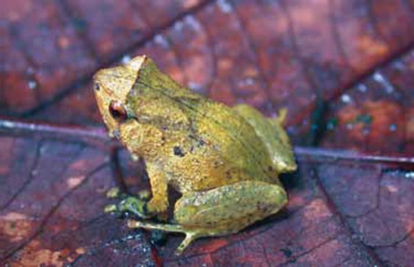 Cophixalus balbus.
Снимка: wwf.org