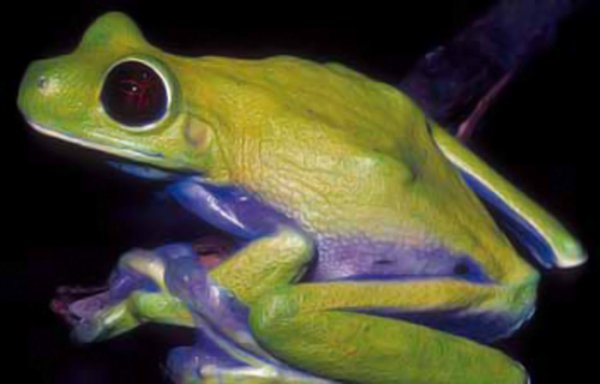 Litoria sauroni.
Снимка: wwf.org