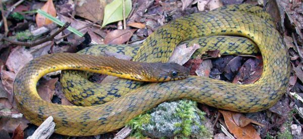 Tropidonophis dolasii.
Снимка: wwf.org