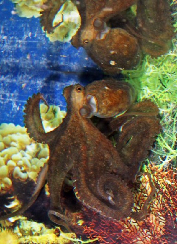 Снимка: Булфото