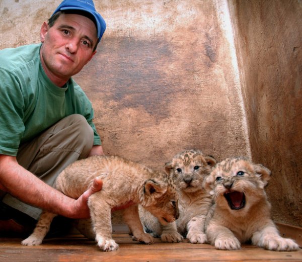 В разградския зоопарк на бял свят се появиха три новородени лъвчета – поколение на лъвицата Рая и лъва Любо. Мъничетата вече са на около 20 дни и гордо позираха пред журналисти за снимки. Снимка: БТА