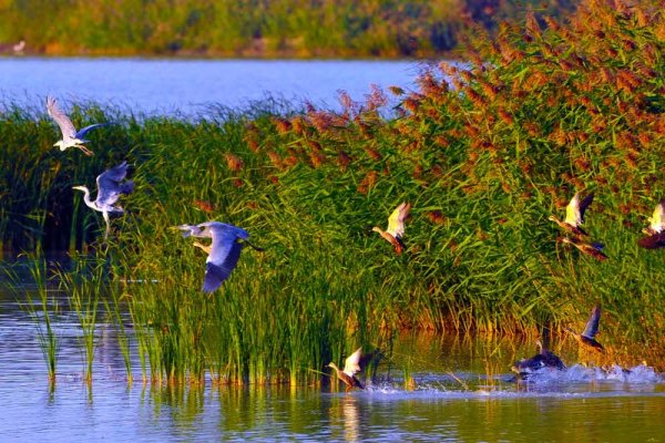 Птици летят над езеро в природна местност в северозападната част на Китай. Снимка: БТА