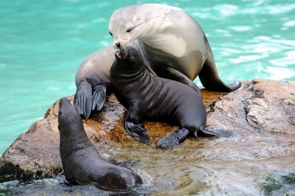 Малките тюленчета Кариба и Кира си играят със своята майка в зоологическата градина в Берлин. Снимка: БТА