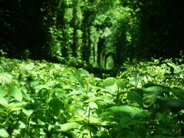 Снимка: trasyy.livejournal.com