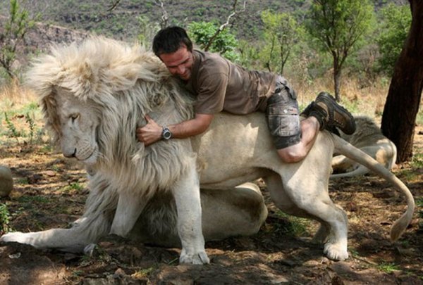 Снимка: lionwhisperer.co.za