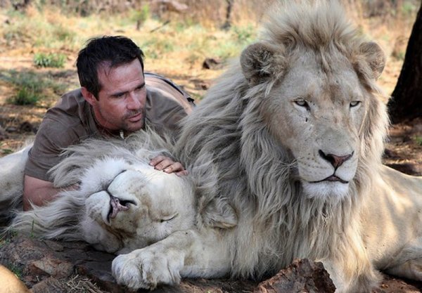 Снимка: lionwhisperer.co.za