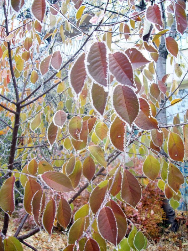 Рано тази сутрин в Плевен дърветата бяха необичайно ефектни в своята бяла украса. Снимка: БТА