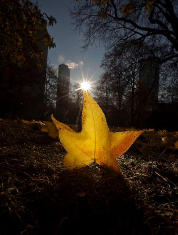 Прекрасна есенна картина от парк във финансовия център на Германия – Франкфурт на Майн. Снимка: БТА