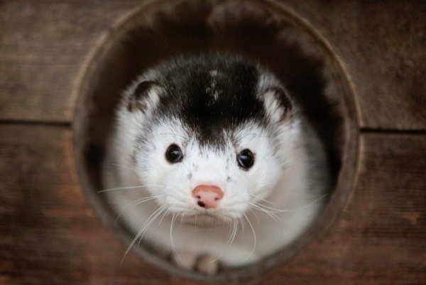 Норка се подава от дупка край ферма във беларуски град, намиращ се на 220 километра от столицата Минск. Снимка: Reuters