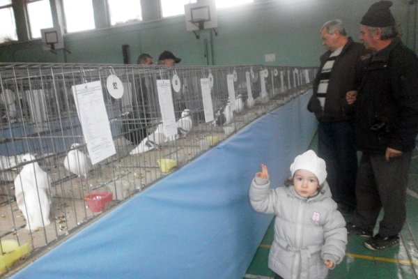 326 гълъби от 18 породи са показани на открита изложба в Перник. Гордост за местното дружество на гълъбовъдите е породата пернишки качулат гълъб, който е селекциониран от тях през последните 30 години. Снимка: БТА