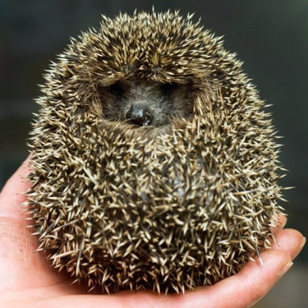 Служителка в германски спасителен център за животни държи в ръцете си малък таралеж. Когато оздравее и достигне тегло от 700 грама таралежчето ще бъде върнато в природата. Снимка: БТА