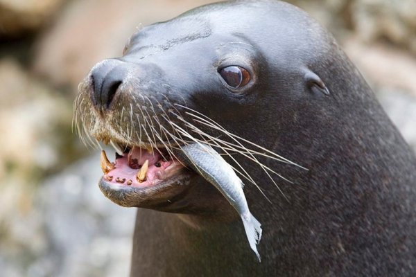 Морският лъв Таско си похапва риба в зоологическа градина в австралийския град Аделаида. Снимка: БТА