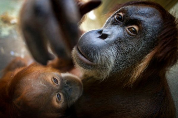 Орангутанчето Доди лежи върху своята майка Дейзи в зоологическата градина в Дрезден, Германия. Снимка: БТА
