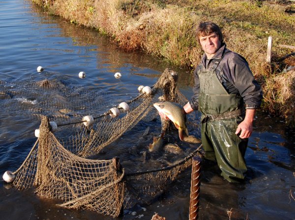 В последния ден преди Никулден добре отгледани екземпляри шаран, толстолоб и бял амур "отплаваха" от водоемите на благоевградското рибно стопанство край река Струма към празничните трапези. Снимка: БТА