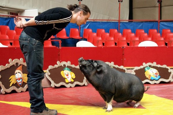 Прасето Джино е звездата в шоуто на цирк Иванов, който гостува във Варна. Джино е на 2 години, роден в Италия, но е от специална артистична виетнамска порода. Снимка: Булфото
