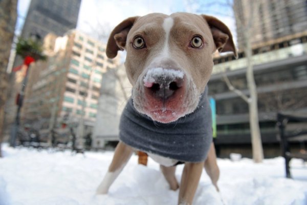 Куче си играе в снега край сградата на ООН в Ню Йорк. Снимка: БТА