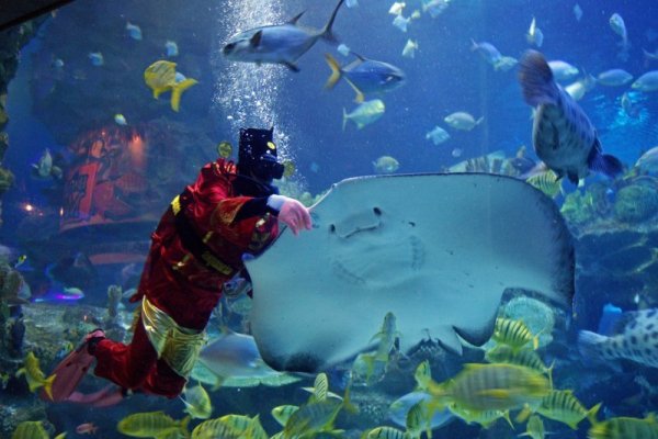 Гмуркач, облечен като китайския Бог на благоденствието, храни гигантски скат като част от атракциите в навечерието на китайската Нова година в Куала Лампур. Снимка: БТА