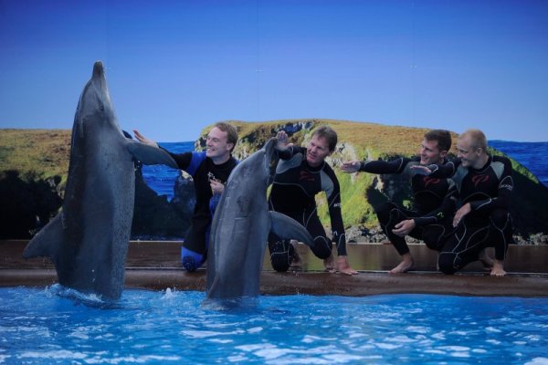 Пилотите от световния рали шампионат Яри Латвала, Малкълм Уилсън, Матю Уилсън и Мико Хирвонен си играят с делфини в свободното си време по време на рали &bdquo;Австралия&ldquo;, кръг от световния шампионат. Снимка: БТА
