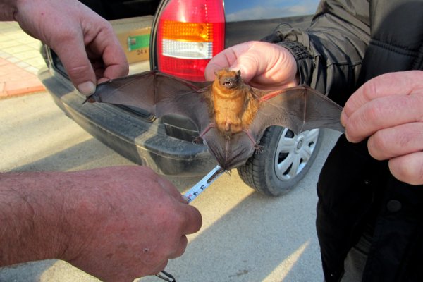 Близо 150 прилепа бяха спасени в село Гарван, Силистренска област. Прилепите са намерени в хралупи на изкоренено през почивните дни от вятъра дърво. Те са прибрани и вероятно ще бъдат заселени в пещера в Русенско. Снимка: БТА