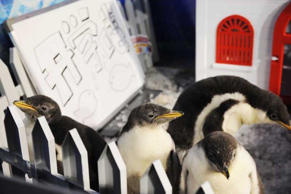 Малки пингвини разглеждат с интерес построената специално за тях детска градина в китайския град Харбин, провинция Хъйлундзян. Снимка: БТА