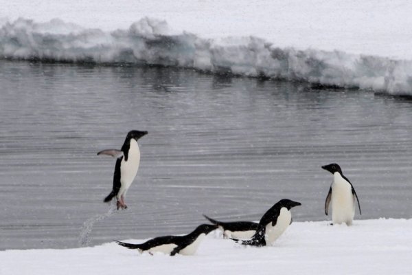 Снимка от австралийският ледоразбивач Аурора Австралис показва пингвини, които се забавляват върху айсберг във водите край Южния полюс. Снимка: БТА