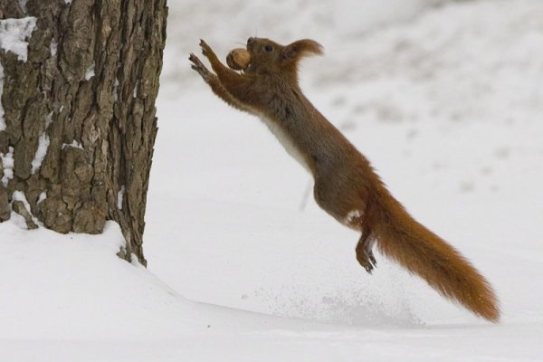 Катеричка бърза да се покатери на дърво, след като си е взела орех в парк в столицата на Полша – Варшава. Снимка: БТА