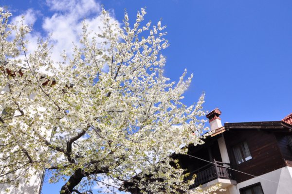 Пролетта идва малко по-късно в Банско, но и в курортния град в полите на Пирин вече разцъфтяха дръвчета, цветя и храсти и плъзна пролетната зеленина. Въпреки това  по високите върхове на планината все още има сняг. Снимка: БТА