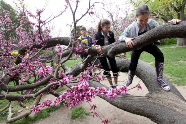 Деца се забавляват, като се катерят по т. нар. "криво дърво" във Варна. Растението е единственото такова в Морската градина и от дълги години е една от атракциите в града. Снимка: Impact Pess Group