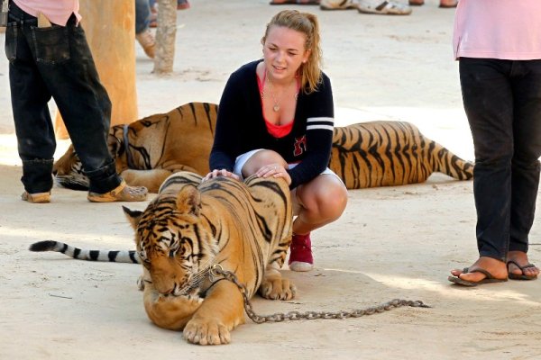 Туристка се снима с тигър в специален природен парк в Тайланд. Това е едно от малкото места в света, където хората могат да се разходят спокойно край дивите животни и дори да ги помилват. Снимка: БТА