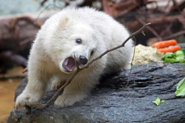 Полярното мече Анори, което стана любимец на цяла Германия, си играе в зоологическата градина във Вупертал. Снимка: БТА