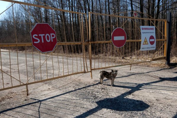 Куче стои пред входа на строго забранената 30-километрова зона около АЕЦ Чернобил, в която може да се влиза само със специален пропуск. Радиацията на повечето места в зоната се равнява на около две рентгенови снимки. Снимка: Reuters