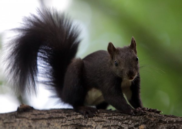 Катеричкa в Борисовата градина в София. Снимка: БТА