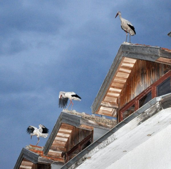 Огромно ято щъркели беше принудено от бурята да нощува по дърветата в природен парк "Златни пясъци". Повечето птици се събираха до късно около една от хижите в резервата. Снимка: БТА