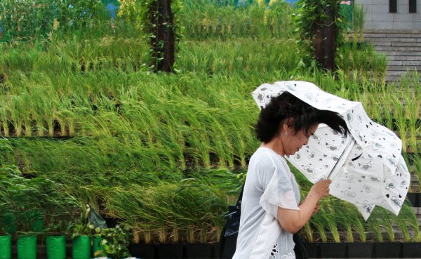 Жена върви срещу тайфуна Болавен в Сеул. Снимка: БТА