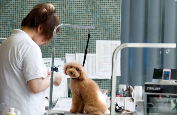 Японско кученце след прическа за 121 евро в специален салон за домашни любимци. Снимка: БТА