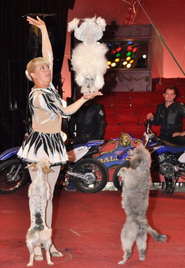 От днес Варна е временен дом на цирк “Балкански“. Артистите ще радват малки и големи до 16 септември. Снимка: БТА