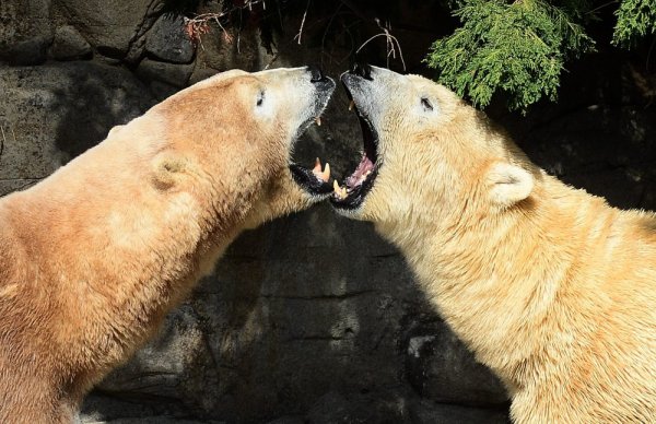 Полярните мечки Лия и Нелсън се радват един на друг в "Polar Bear Shores" в Брисбейн, Австралия. Снимка: БТА