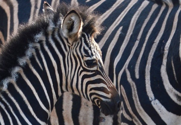 Малката зебра Джули позира до майка си Вики в зоопарк в Хамбург. Снимка: БТА