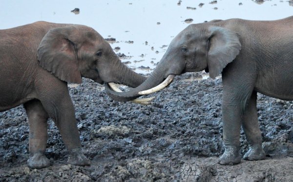 Два слона си играят в национален парк в Кения. Снимка: БТА