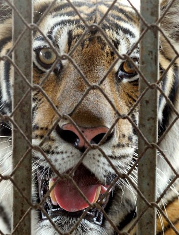 Шест тигъра бяха конфискувани от мъж в Тайланд, който се е опитал да продаде хищниците. Спасените животни са оставени за отглеждане в специални клетки, а след време ще бъдат върнати в дивата природа. Снимка: БТА