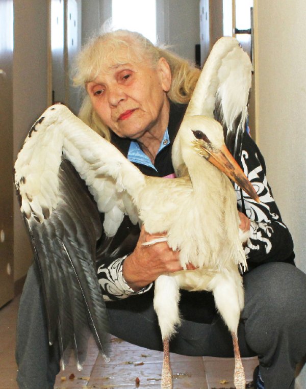 Жители от великотърновския квартал "Картала" спасиха малко щъркелче. Птицата е намерена в безпомощно състояние до жилищна кооперация на ул. "Димитър Буйнозов" в старата столица. Хората от блока са прибрали щъркела в избеното помещение на блока, дали са му храна и вода и са му оказали първа помощ. Служители от РИОСВ-Велико Търново ще транспортират ранената птица до Центъра за възстановяване на ранени животни в Стара Загора. Снимка: БТА