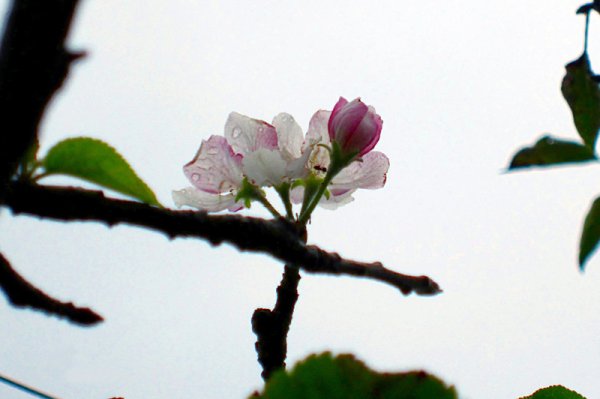 В Разград в градина на местен жител за втори път тази година разцъфна ябълково дръвче. Снимка: БТА