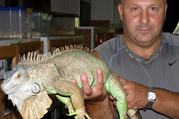 Тракийското херпетологично дружество от Хасково откри изложба на екзотични животни в Разград. До края на месеца жители и гости на града ще могат да видят едни от най-интересните и отровни влечуги на планетата. Снимка: БТА