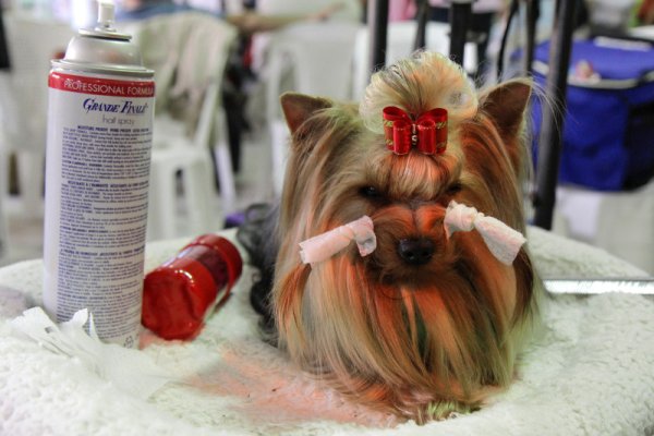 Йоркширски териер търпи "модните" промени по себе си по време на изложение в Сан Салвадор. Снимка: БТА