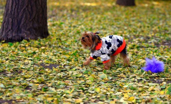 Издокарано кученце се разхожда в центъра на Пекин. Снимка: Reuters