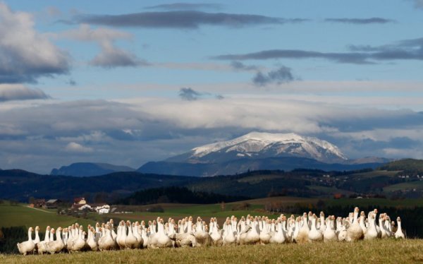 Ято гъски на пасище близо до село Едлиц, Долна Австрия. Снимка: Reuters