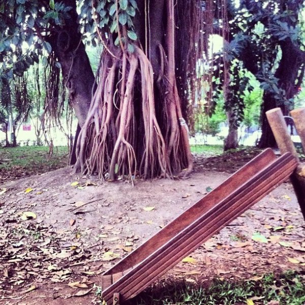 Бананово дърво в Сао Пауло, Бразилия Снимка: личен архив