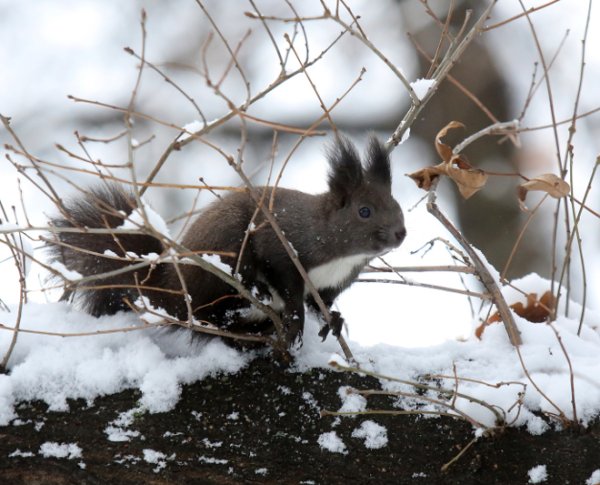 Зима в Борисовата градина. Снимка: БТА